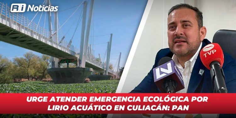 Urge atender emergencia ecológica por lirio acuático en Culiacán: PAN