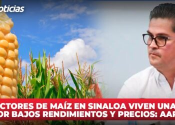 Urge un ordenamiento en mercado del maíz: CAADES