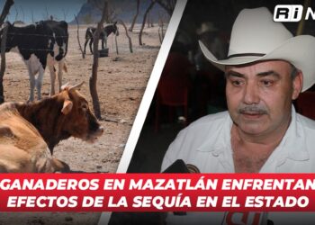 Ganaderos en Mazatlán enfrentan efectos de la sequía en el estado