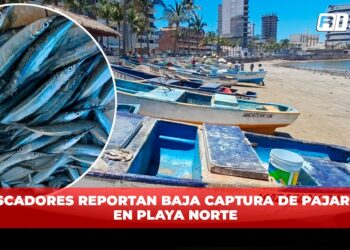 Pescadores reportan baja captura de pajarito en Playa Norte