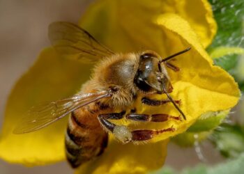 En lo que va del año suman 185 los reportes al 911 por presencia de pana de abejas en Mazatlán