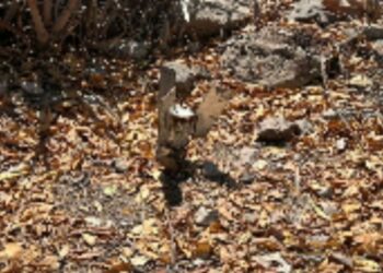 Ejército Mexicano asegura y desactiva artefacto explosivo en Elota