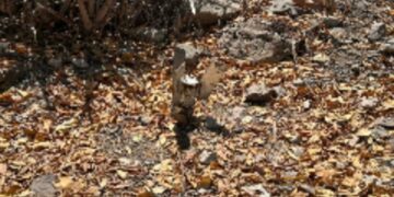 Ejército Mexicano asegura y desactiva artefacto explosivo en Elota