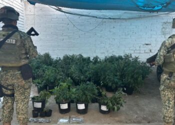 Al efectuar una Orden Técnica en un inmueble en Elota, aseguran 206 plantas de marihuana y municiones