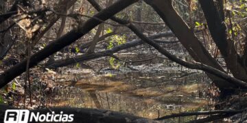 Realizan jornada de limpieza en manglares de Mazatlán; el 4 de junio habrá una actividad masiva