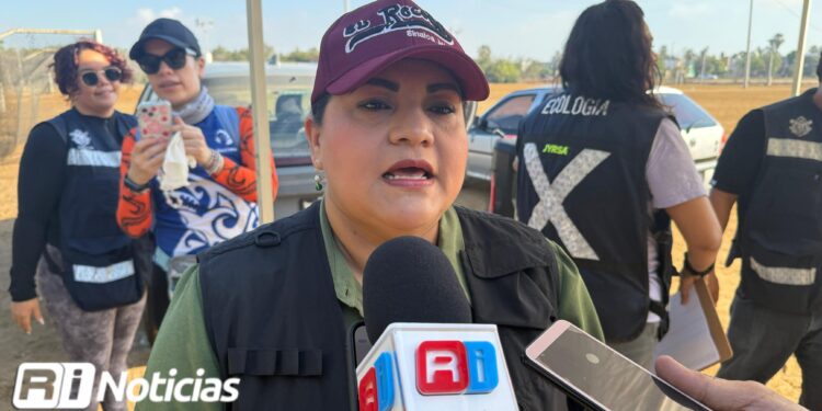 Realizan jornada de limpieza en manglares de Mazatlán; el 4 de junio habrá una actividad masiva