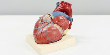 El 60 % de los mexicanos tiene riesgo de desarrollar enfermedades cardiovasculares
