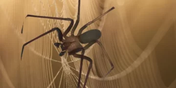 ¿Cuántas especies de araña violinista hay en México?