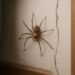 ¿Dónde se esconde la araña violinista? Los lugares de tu hogar en los que podría estar