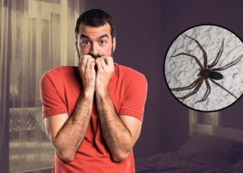 Araña violinista en México: estos son los síntomas de alerta tras su picadura