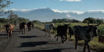 Confía Sheinbaum en reapertura de frontera para exportación de ganado mexicano a EU