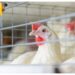 México suspende importaciones de pollo y huevo de Brasil por gripe aviar