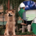 Técnico de Internet se hace viral por ponerse a llorar viendo Hachiko mientras trabaja en una casa
