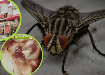 Exhiben pizza de Little Caesars con huevos de mosca y se hace viral: “Pensé que era queso”