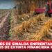 Productores de Sinaloa enfrentan demandas por adeudos de extinta Financiera Rural: COUC