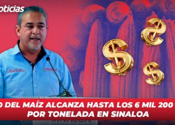 Precio del maíz alcanza hasta los 6 mil 200 pesos por tonelada en Sinaloa