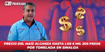 Precio del maíz alcanza hasta los 6 mil 200 pesos por tonelada en Sinaloa