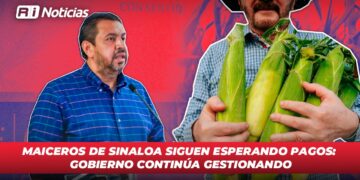 Maiceros de Sinaloa siguen esperando pagos: Gobierno continúa gestionando