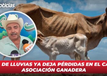 Falta de lluvias ya deja pérdidas en el campo: Asociación Ganadera