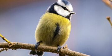 Semarnat confirma primer caso de gusano barrenador en fauna silvestre