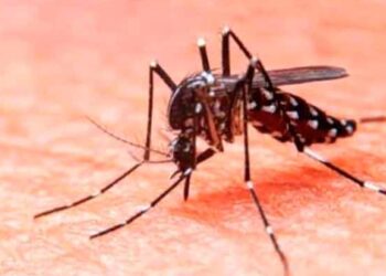 Salud presenta Plan Nacional contra Dengue; van 18 muertes en lo que va de 2025