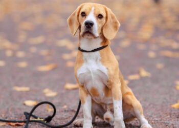 Veterinarios confirman el horario ideal para sacar a pasear a un perro