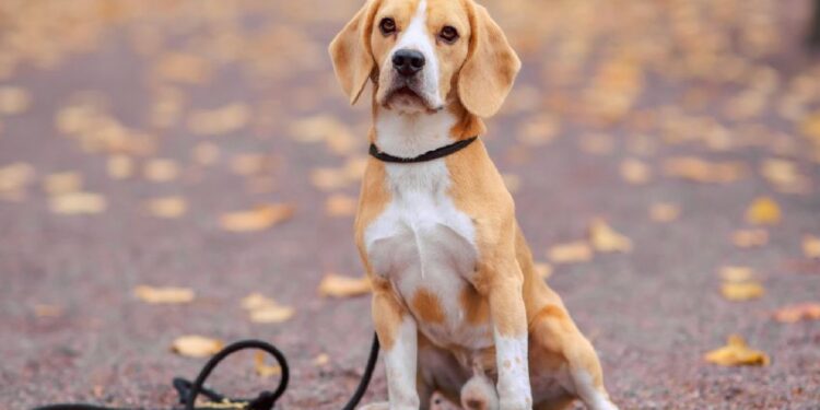 Veterinarios confirman el horario ideal para sacar a pasear a un perro