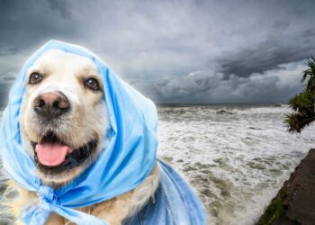 ¿Cómo proteger a tus perros y gatos de las inundaciones?