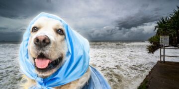 ¿Cómo proteger a tus perros y gatos de las inundaciones?