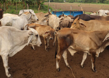 Industria de la carne prevé “inminente” reapertura de exportaciones a EE.UU.