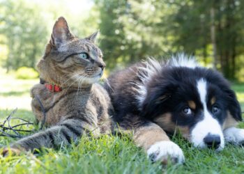 Plazo para sacar la CURP de mascotas vence este junio: ¿qué es el RUAC y cómo tramitarlo?