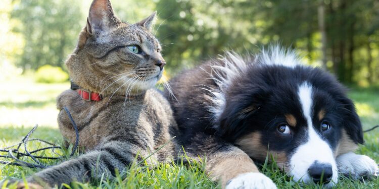 Plazo para sacar la CURP de mascotas vence este junio: ¿qué es el RUAC y cómo tramitarlo?